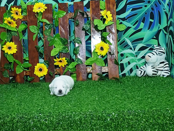 Boomer-West-Highland-White-Terrier-2