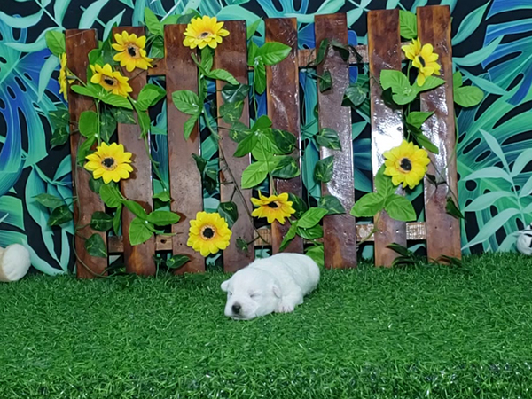 Boomer-West-Highland-White-Terrier-4