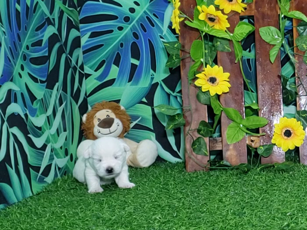 Boomer-West-Highland-White-Terrier-8