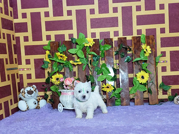 Krissie-West-Highland-White-Terrier-1