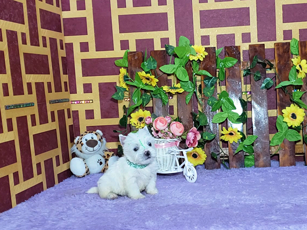 Krissie-West-Highland-White-Terrier-3
