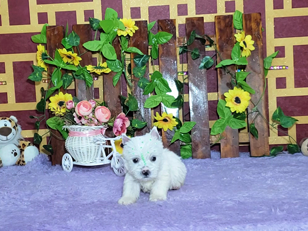 Krissie-West-Highland-White-Terrier-4