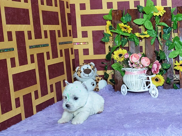 Krissie-West-Highland-White-Terrier-9