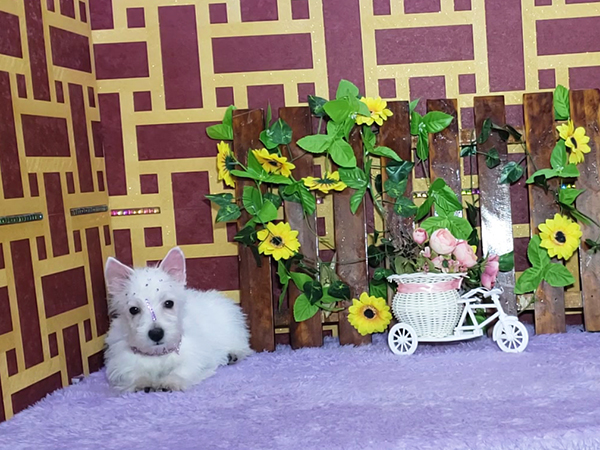 Lady-West-Highland-White-Terrier-2