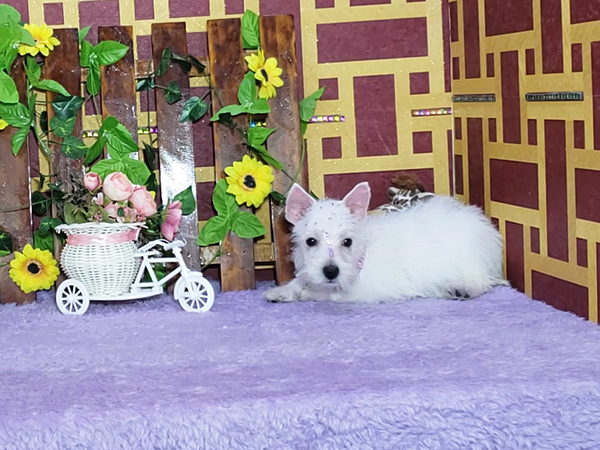 Lady-West-Highland-White-Terrier-3