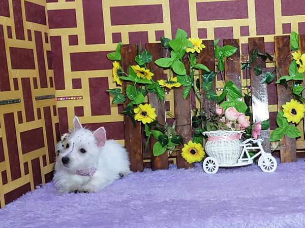 Lady-West-Highland-White-Terrier-4