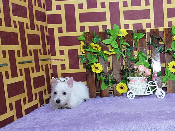 Lady-West-Highland-White-Terrier-5
