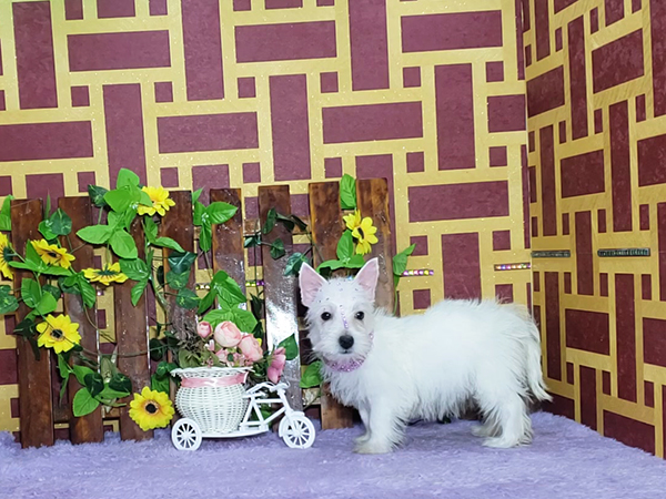 Lady-West-Highland-White-Terrier-6