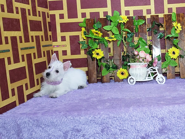 Lady-West-Highland-White-Terrier-7