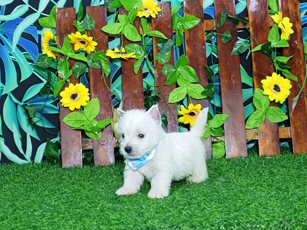 Noah-West-Highland-White-Terrier-1