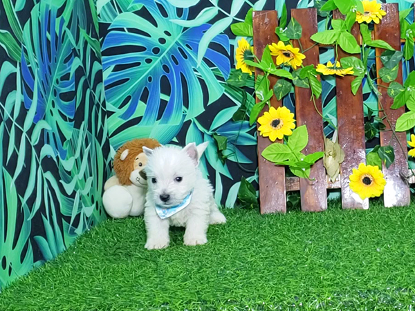 Noah-West-Highland-White-Terrier-10
