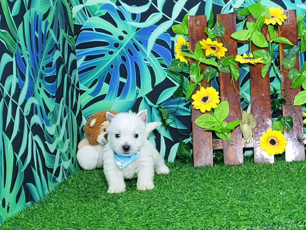 Noah-West-Highland-White-Terrier-11