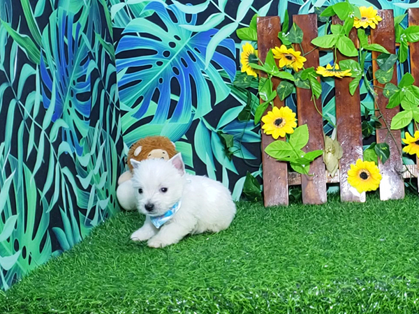 Noah-West-Highland-White-Terrier-12