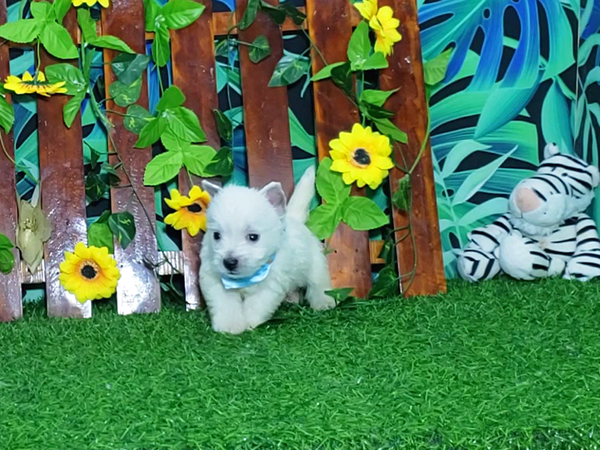 Noah-West-Highland-White-Terrier-2