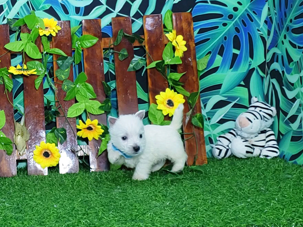 Noah-West-Highland-White-Terrier-3