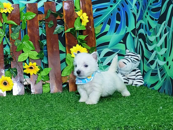 Noah-West-Highland-White-Terrier-4