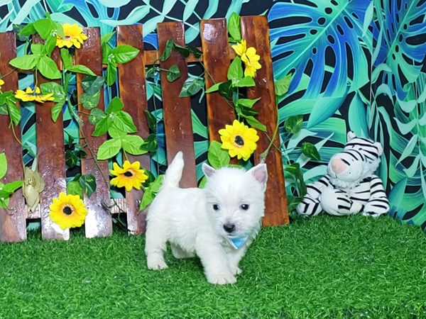Noah-West-Highland-White-Terrier-5