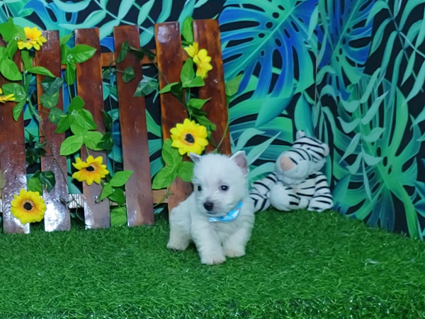 Noah-West-Highland-White-Terrier-6