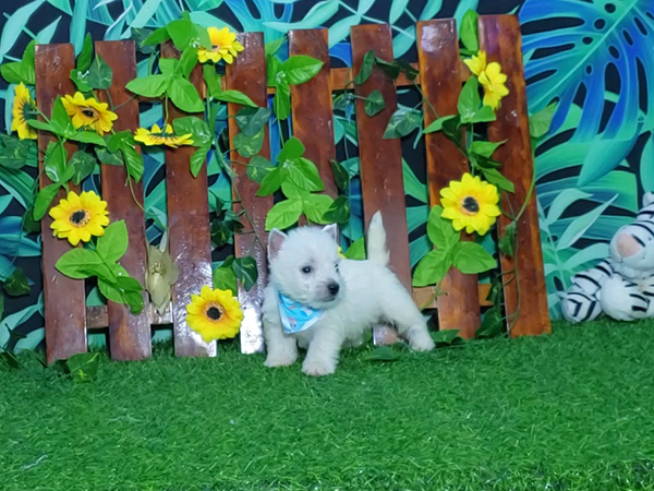 Noah-West-Highland-White-Terrier-7