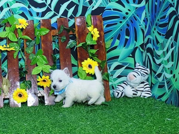 Noah-West-Highland-White-Terrier-8