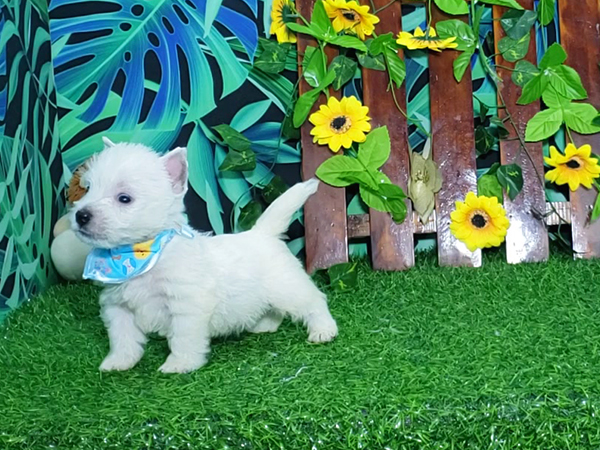 Noah-West-Highland-White-Terrier-9